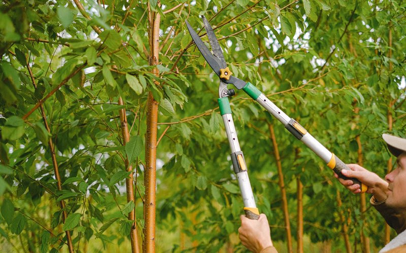 Tree trimming in Wauchula, FL